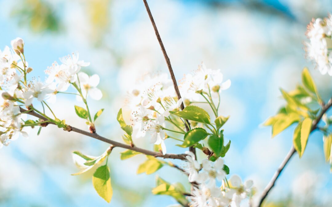 Ätherische Öle von doTERRA im Frühling